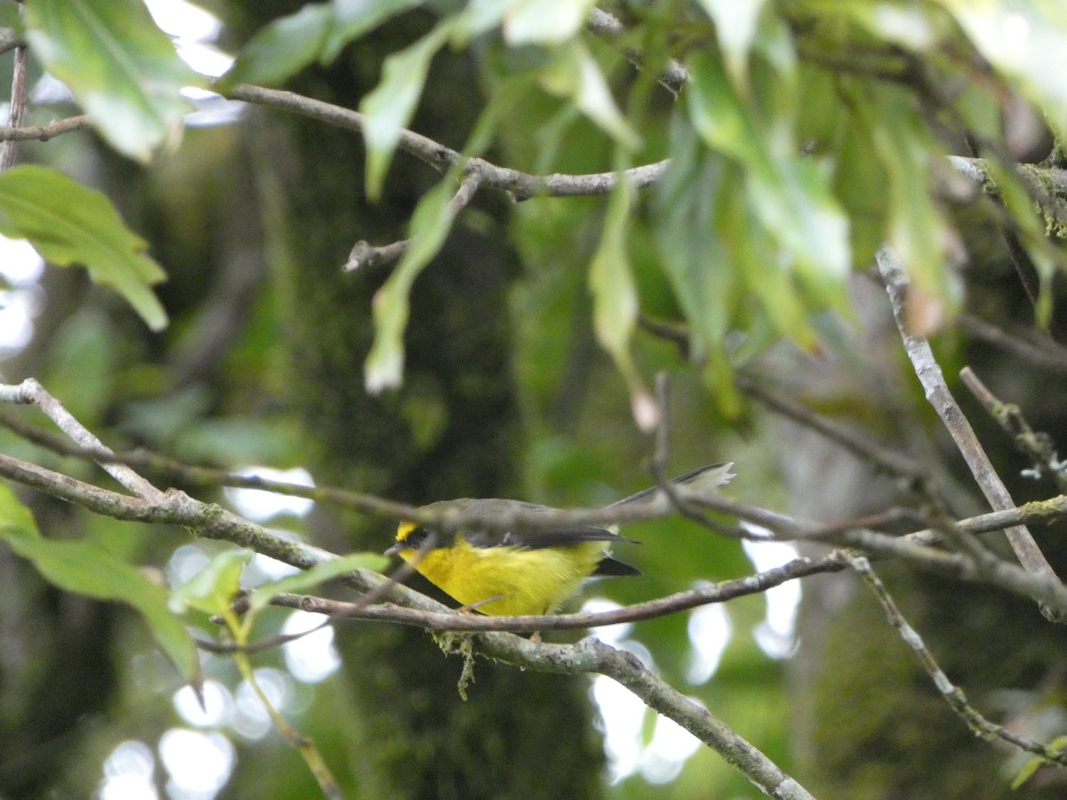 Yellow-bellied Fairy-Fantail - ML609920907