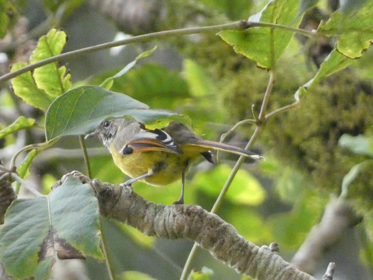 Chestnut-tailed Minla - ML609920917