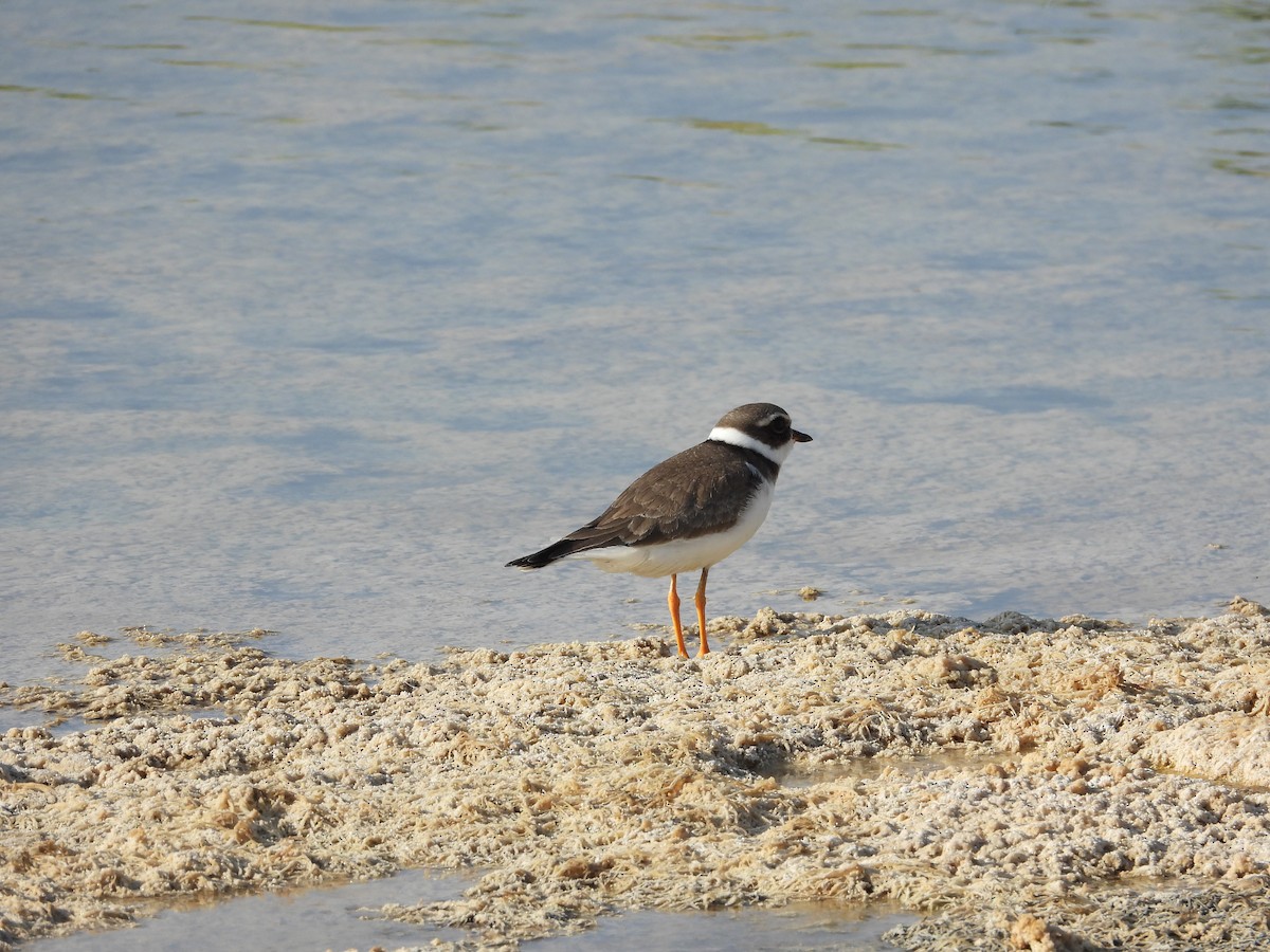 Common Ringed Plover - ML609920926