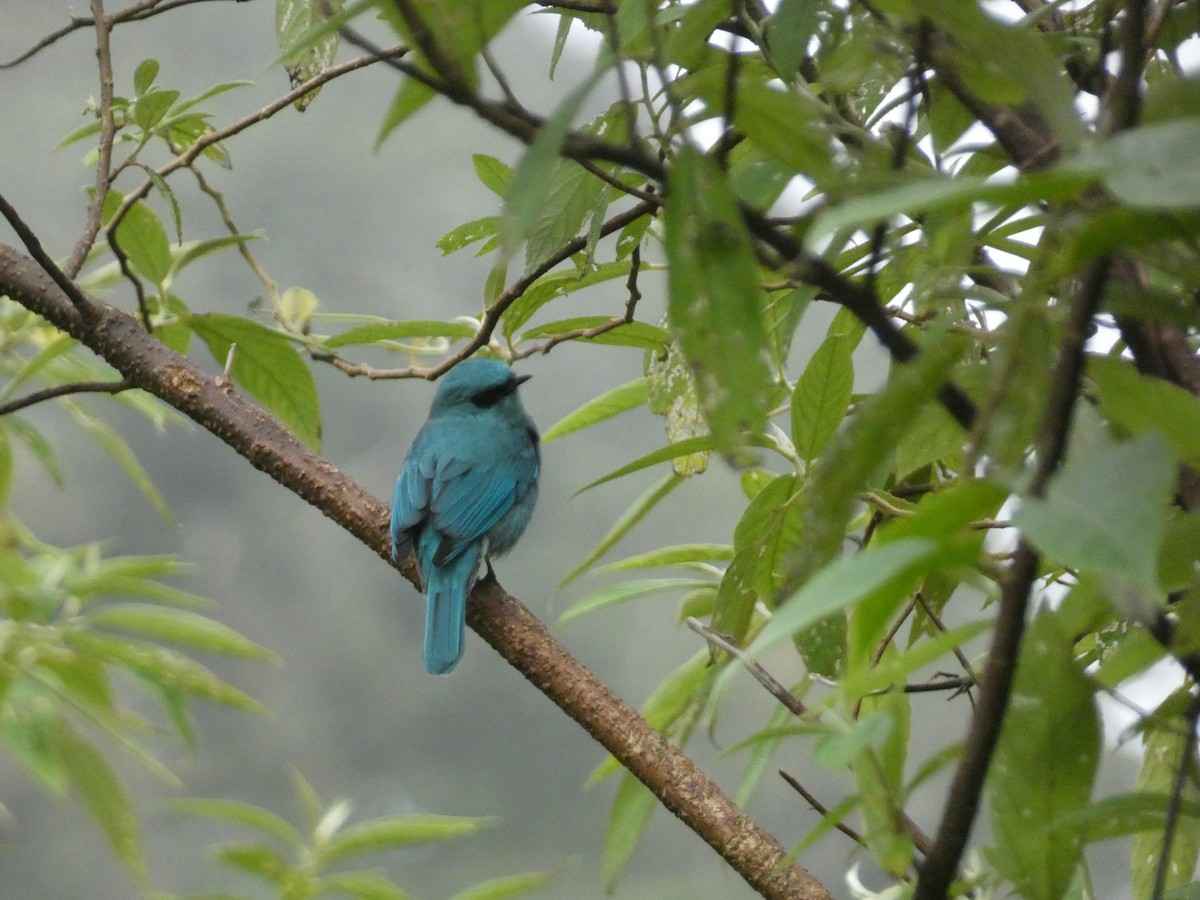 Verditer Flycatcher - ML609920931