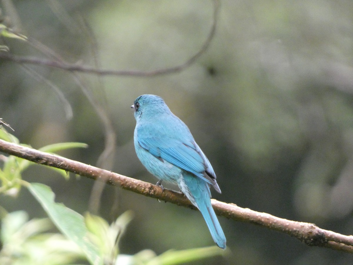 Verditer Flycatcher - ML609920932