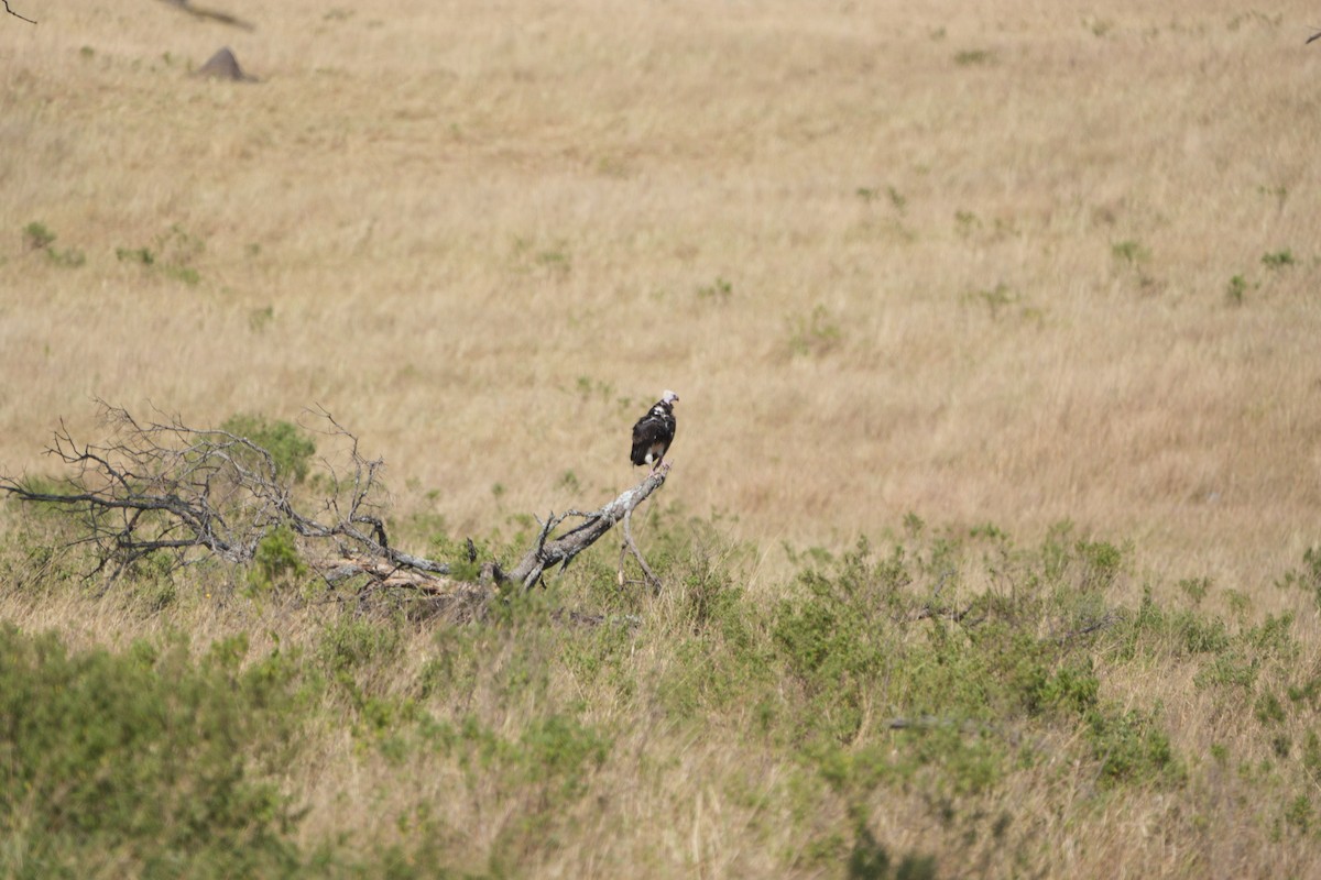 White-headed Vulture - ML609920953