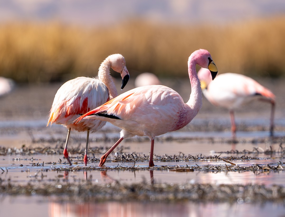 James's Flamingo - ML609921002