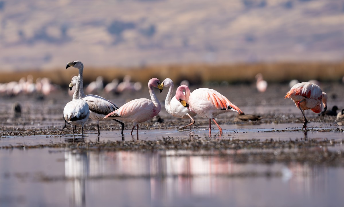 James's Flamingo - ML609921003