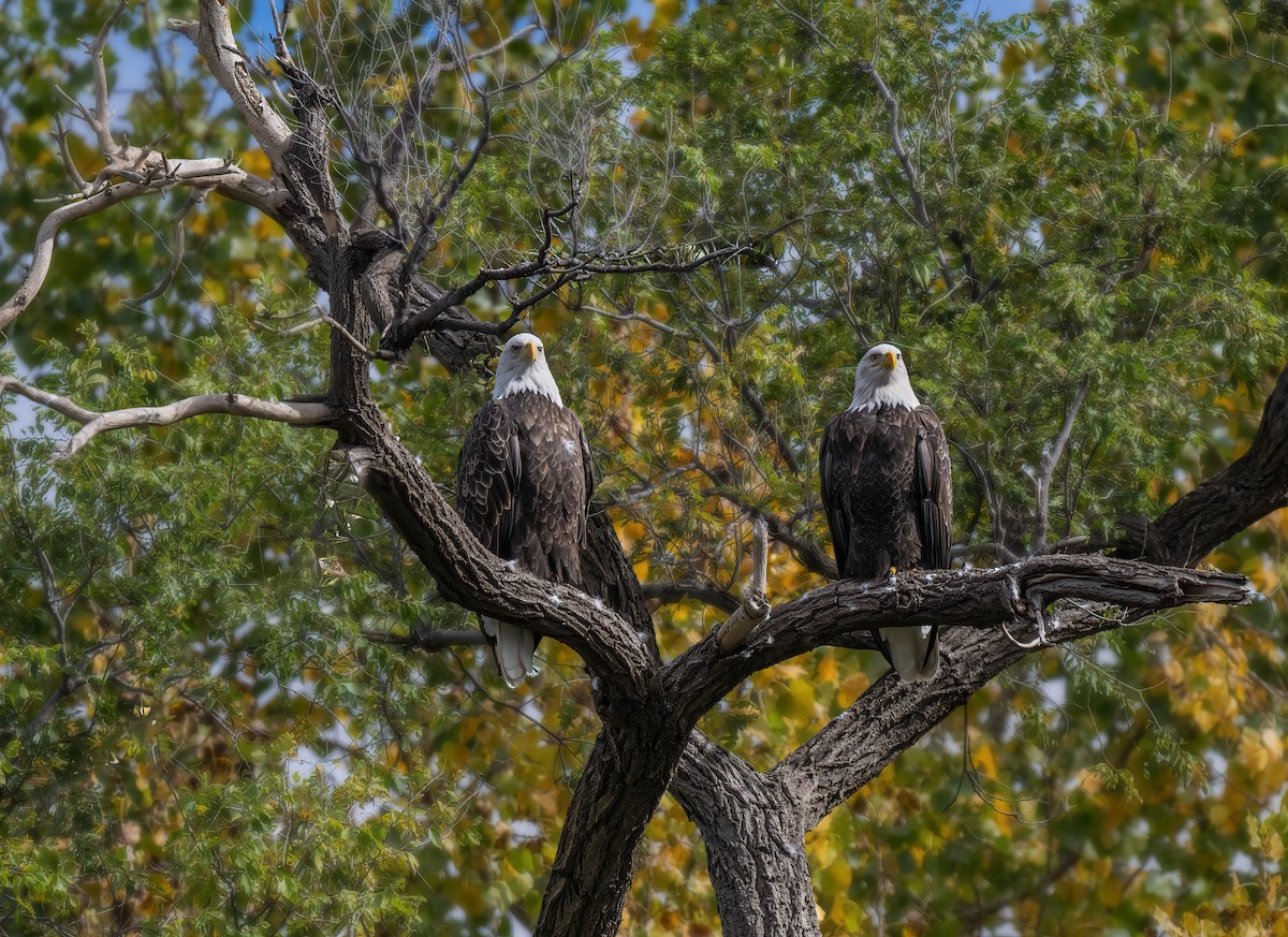 Bald Eagle - ML609921036