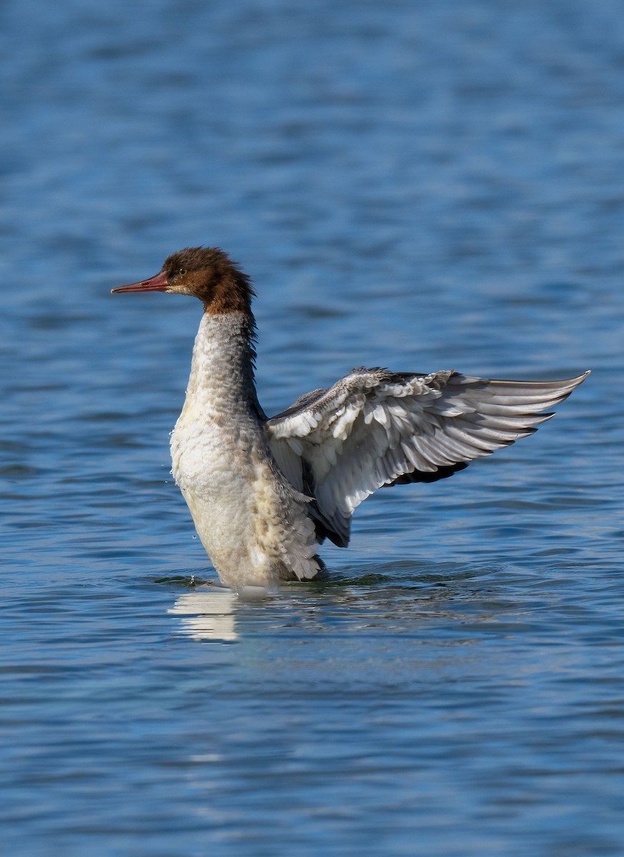 Common Merganser - ML609921047