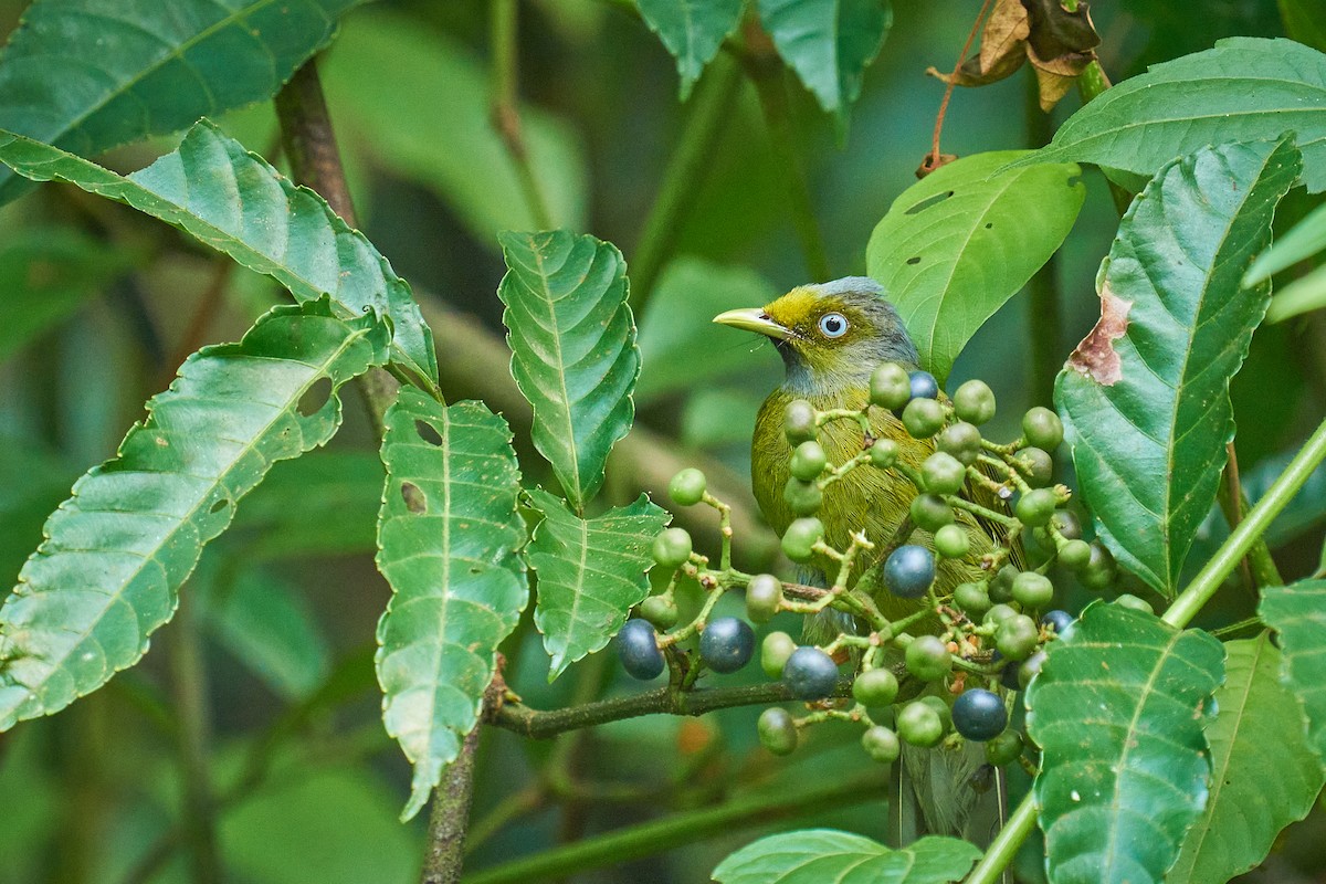 Gray-headed Bulbul - ML609921059