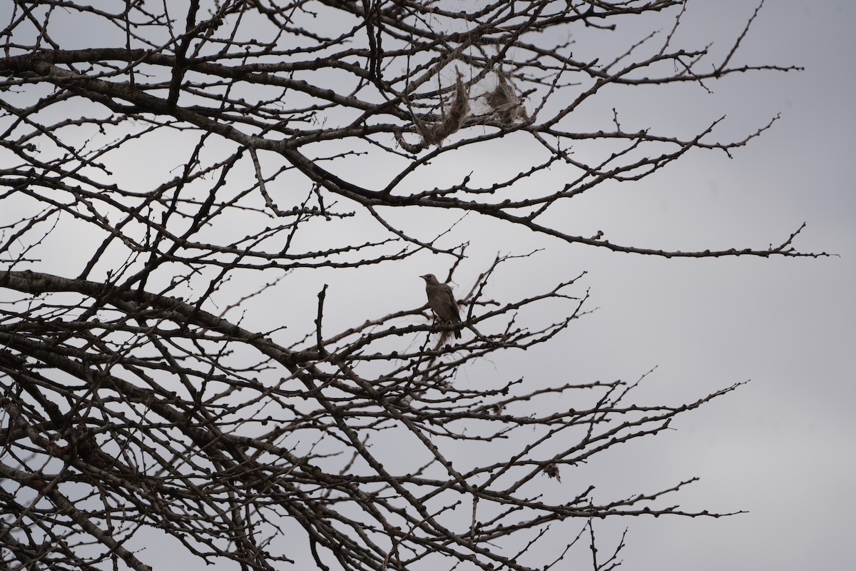 Wattled Starling - ML609921062