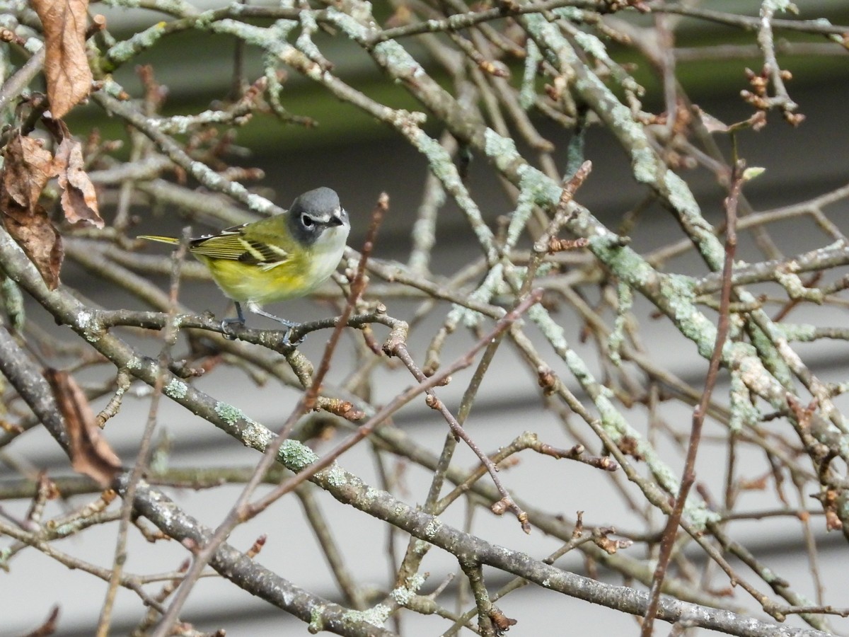 Blue-headed Vireo - ML609921067