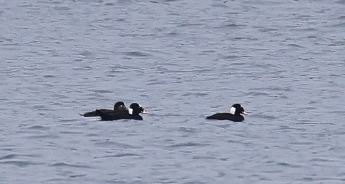 Surf Scoter - ML609921136