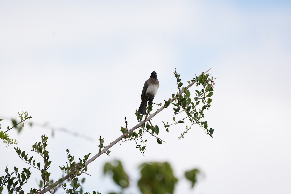 Common Bulbul - ML609921138