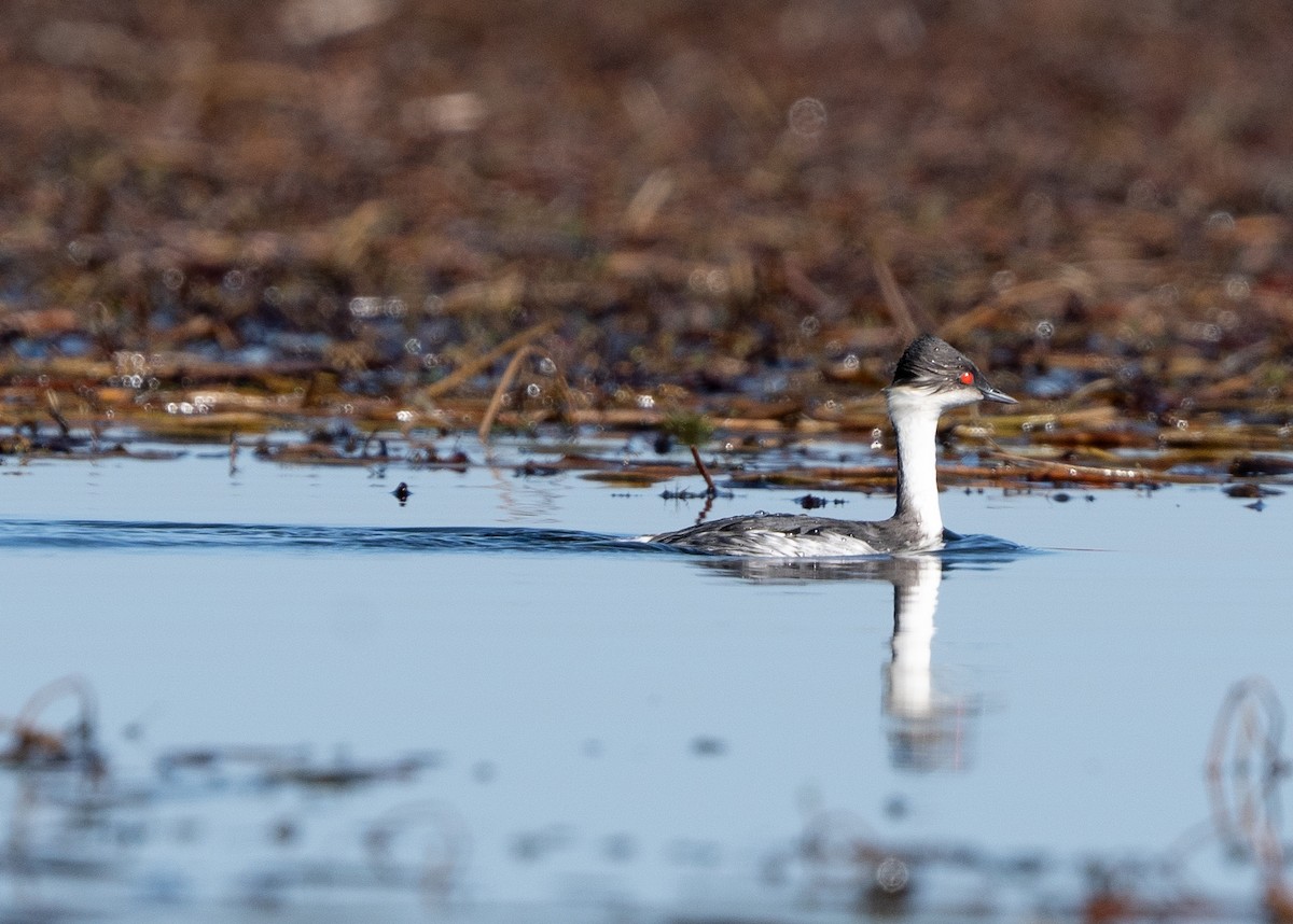 Silvery Grebe - ML609921176