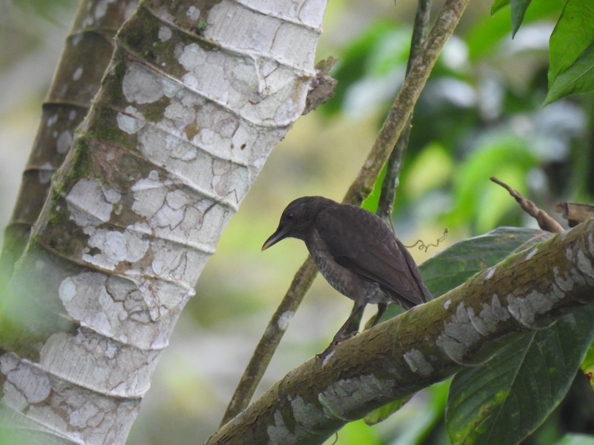 Merle de Sao Tomé - ML609921204