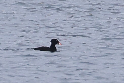 Surf Scoter - ML609921212