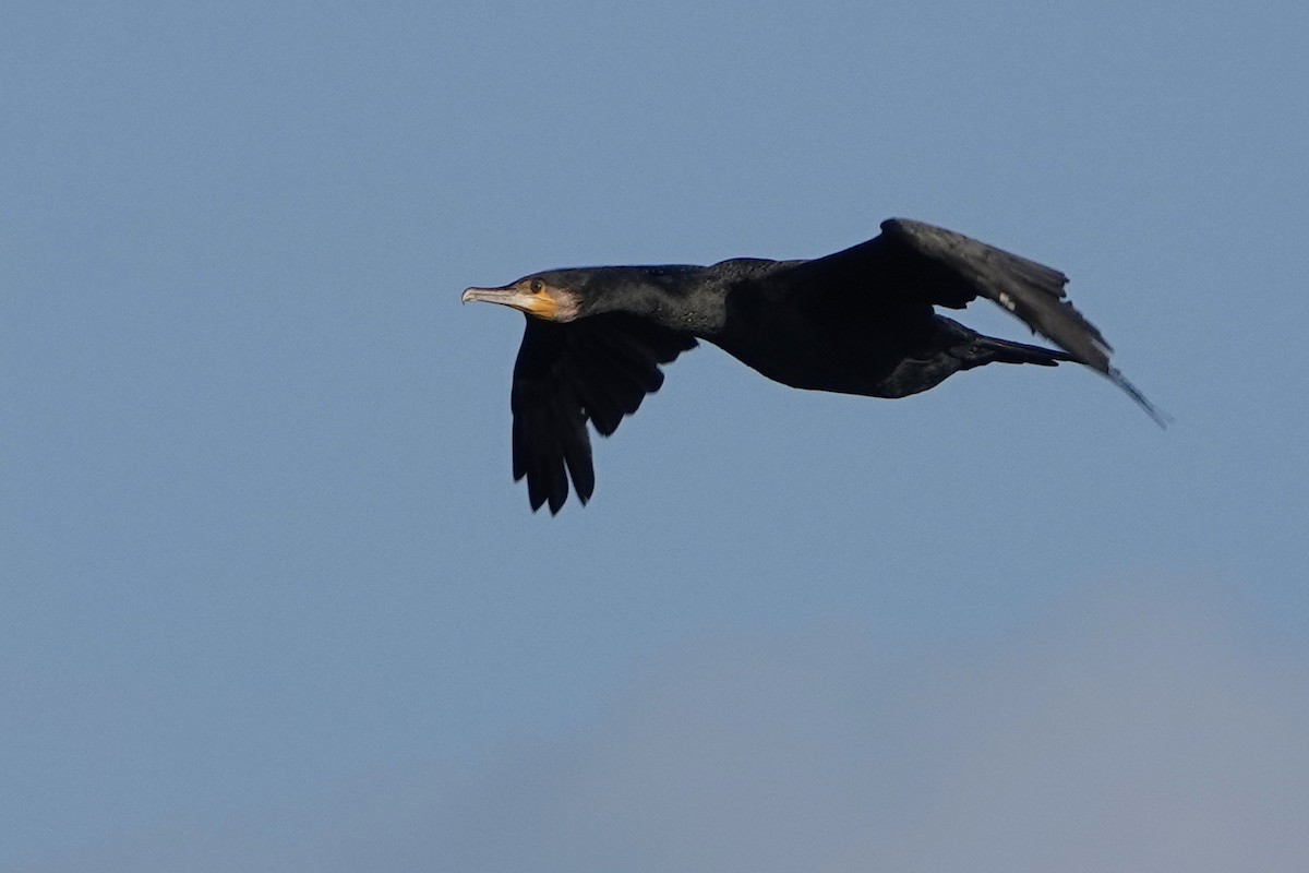 Great Cormorant - ML609921298