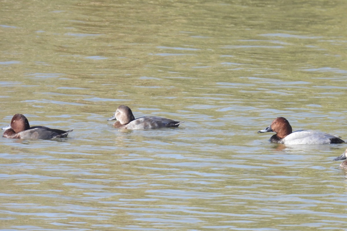 Common Pochard x Ferruginous Duck (hybrid) - ML609921361