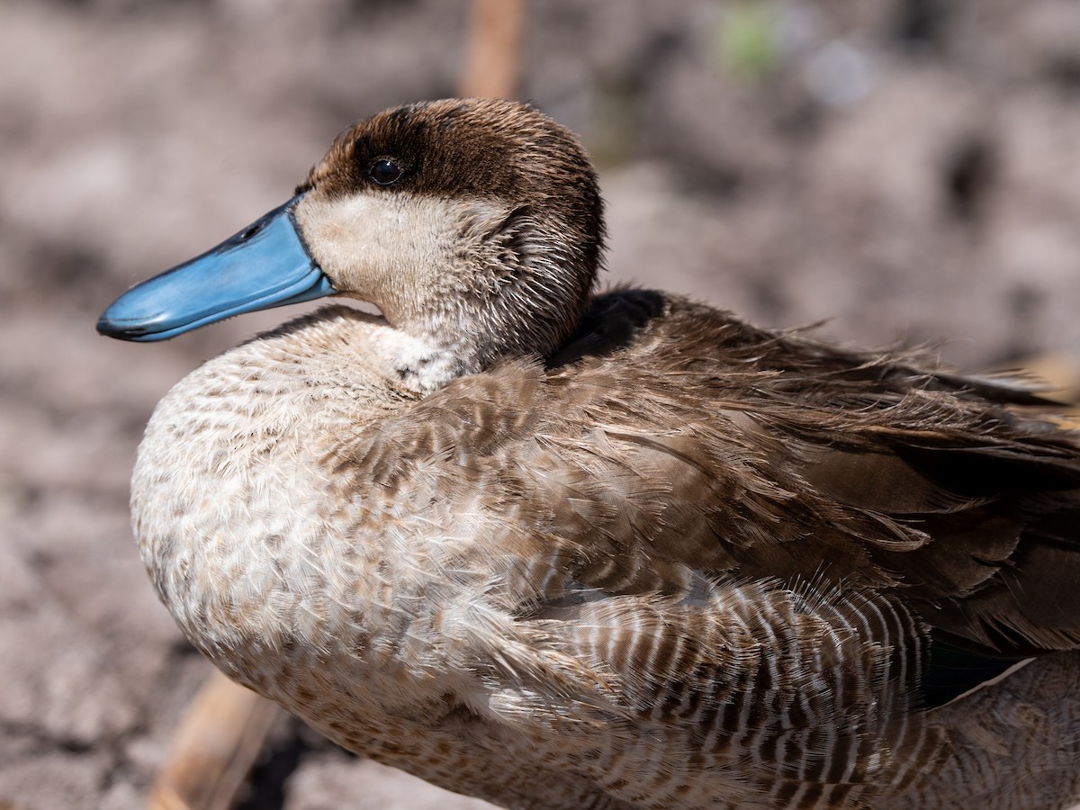 Puna Teal - Julie Davis