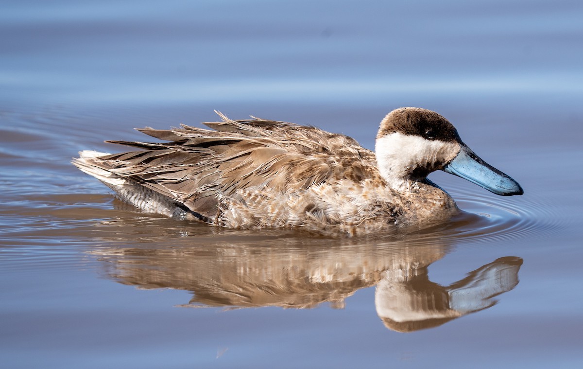 Puna Teal - Julie Davis