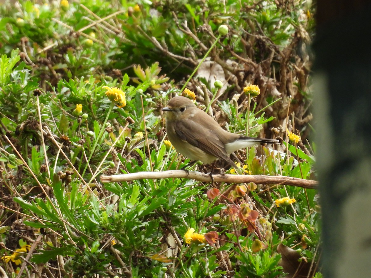 Taiga Flycatcher - ML609921426