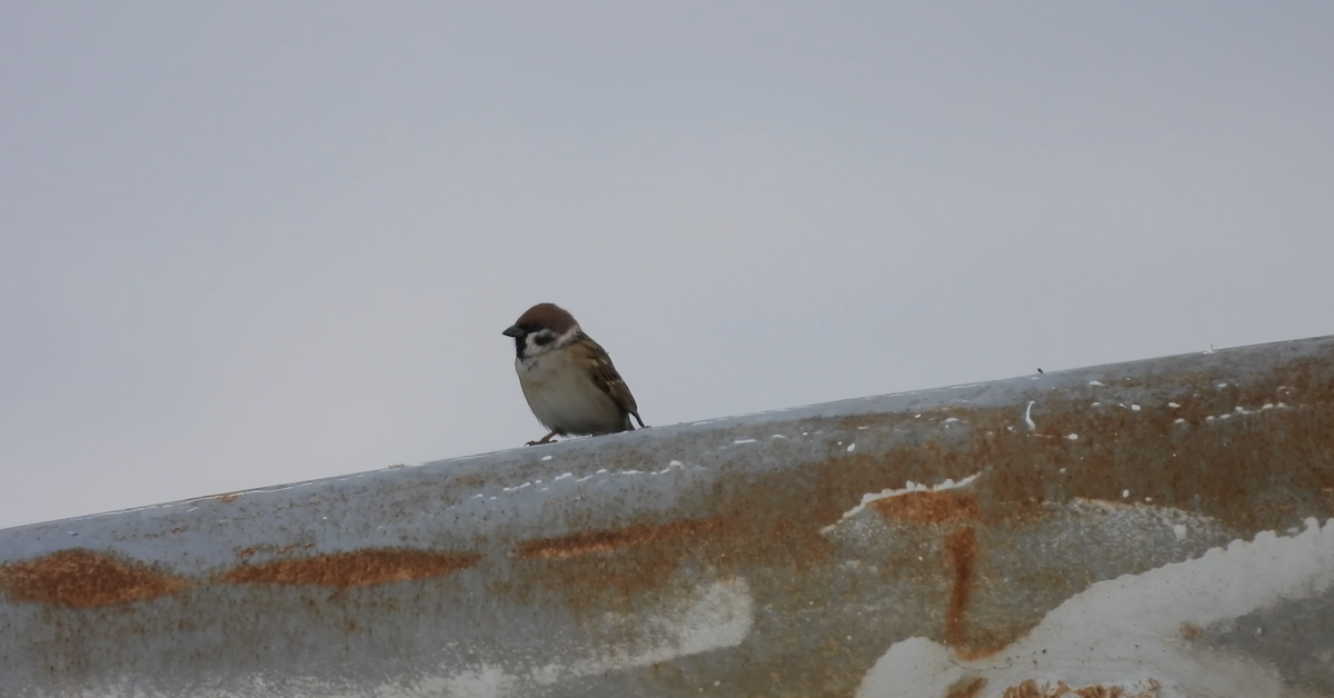 Eurasian Tree Sparrow - ML609921435