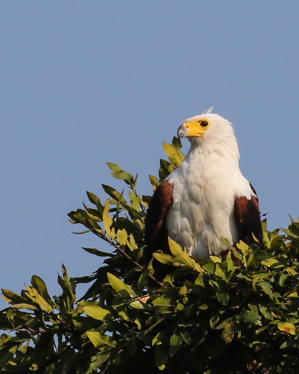 African Fish-Eagle - ML609921511