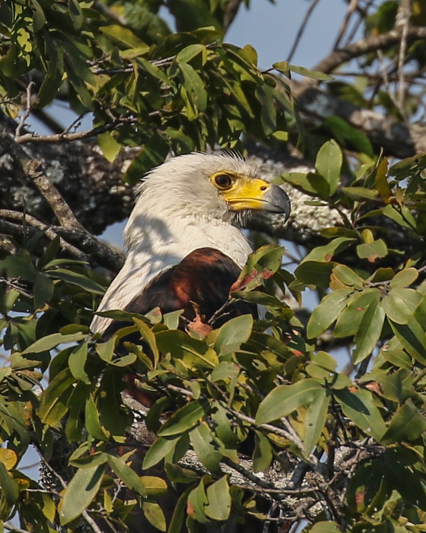 African Fish-Eagle - David Kirschke