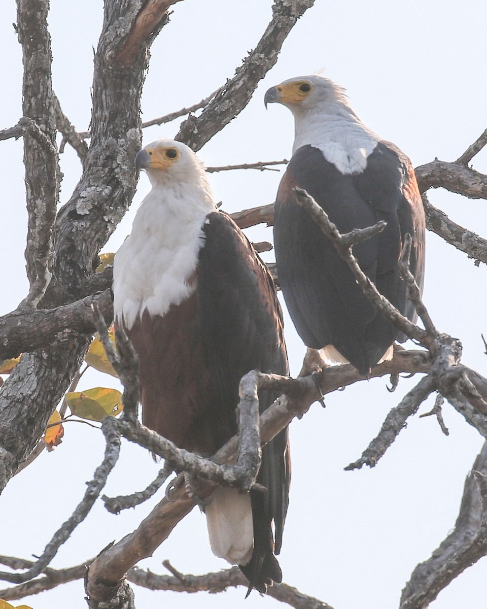 African Fish-Eagle - ML609921513