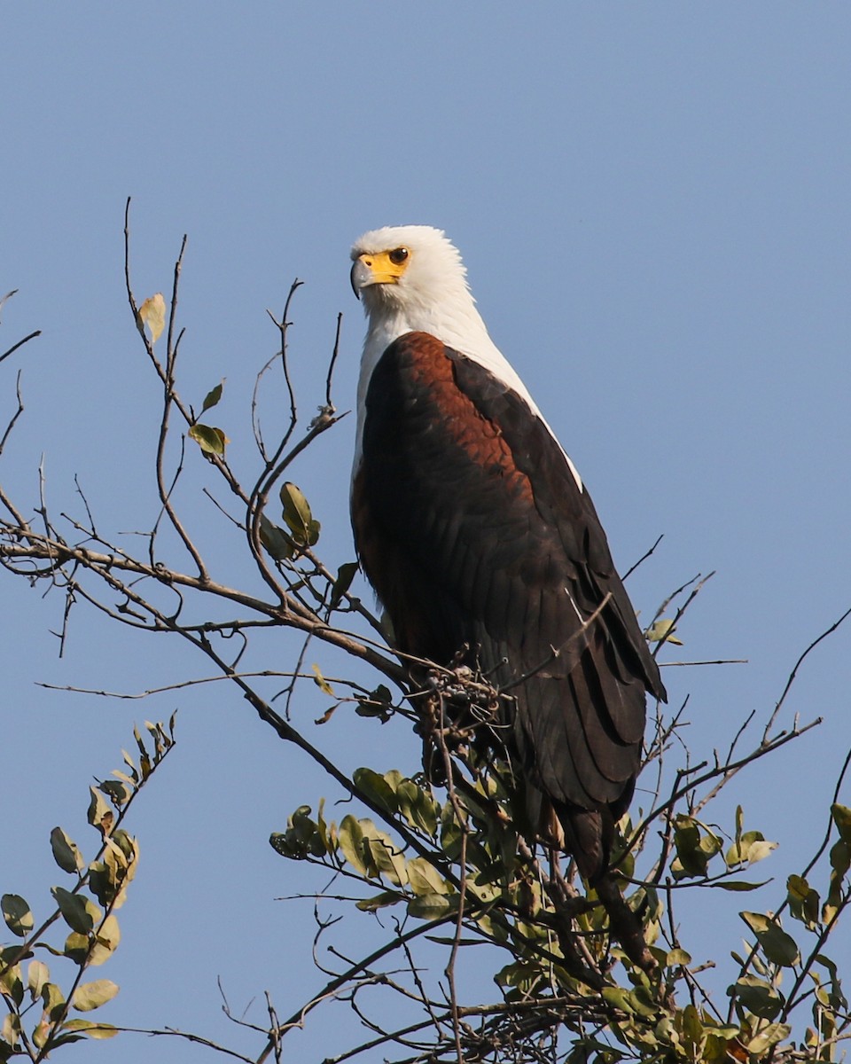 African Fish-Eagle - ML609921514