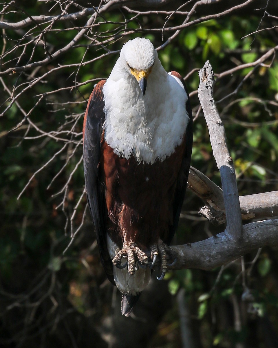 African Fish-Eagle - ML609921515