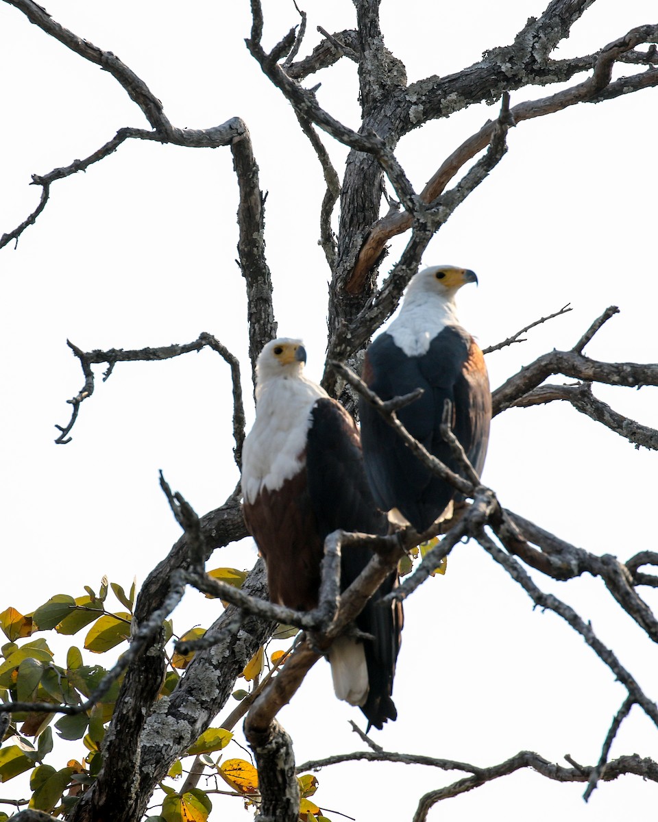 African Fish-Eagle - ML609921516