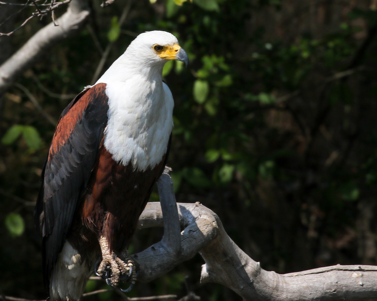 African Fish-Eagle - David Kirschke