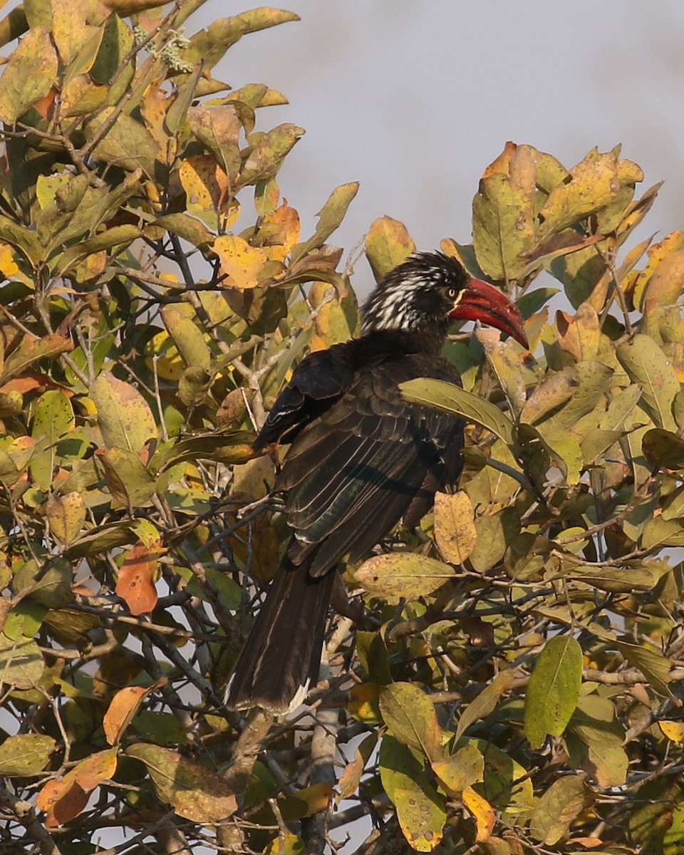 Crowned Hornbill - ML609921555