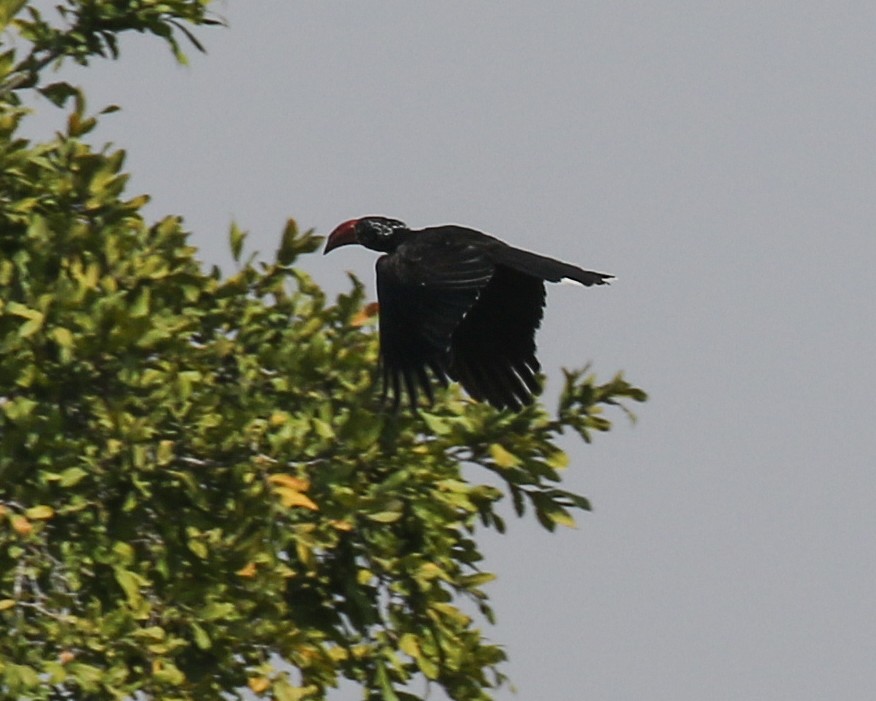 Crowned Hornbill - David Kirschke