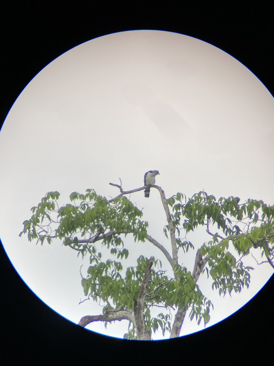 Bec-en-croc de Cayenne - ML609921608