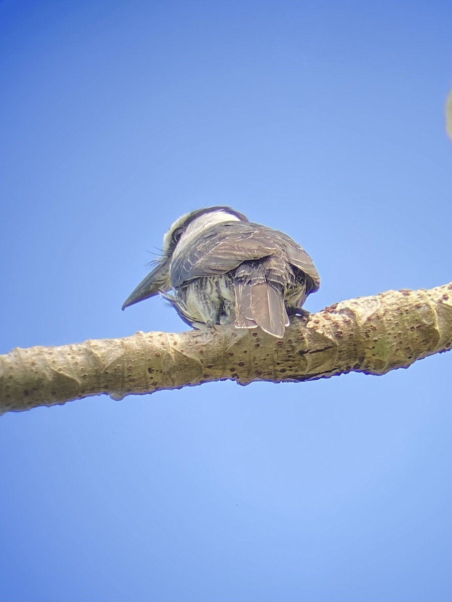 Tamatia à front blanc - ML609921636