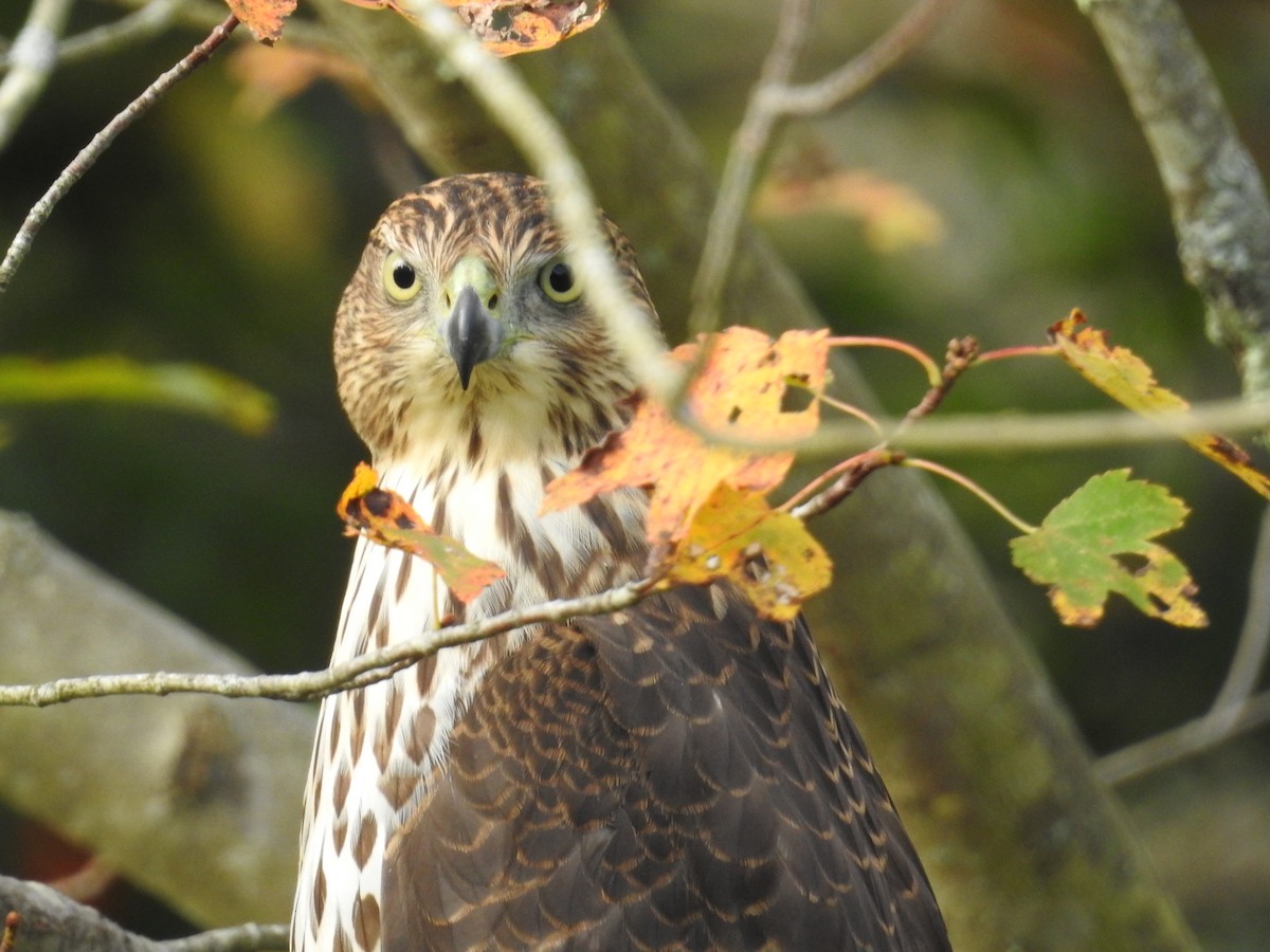 Cooper's Hawk - ML609921661