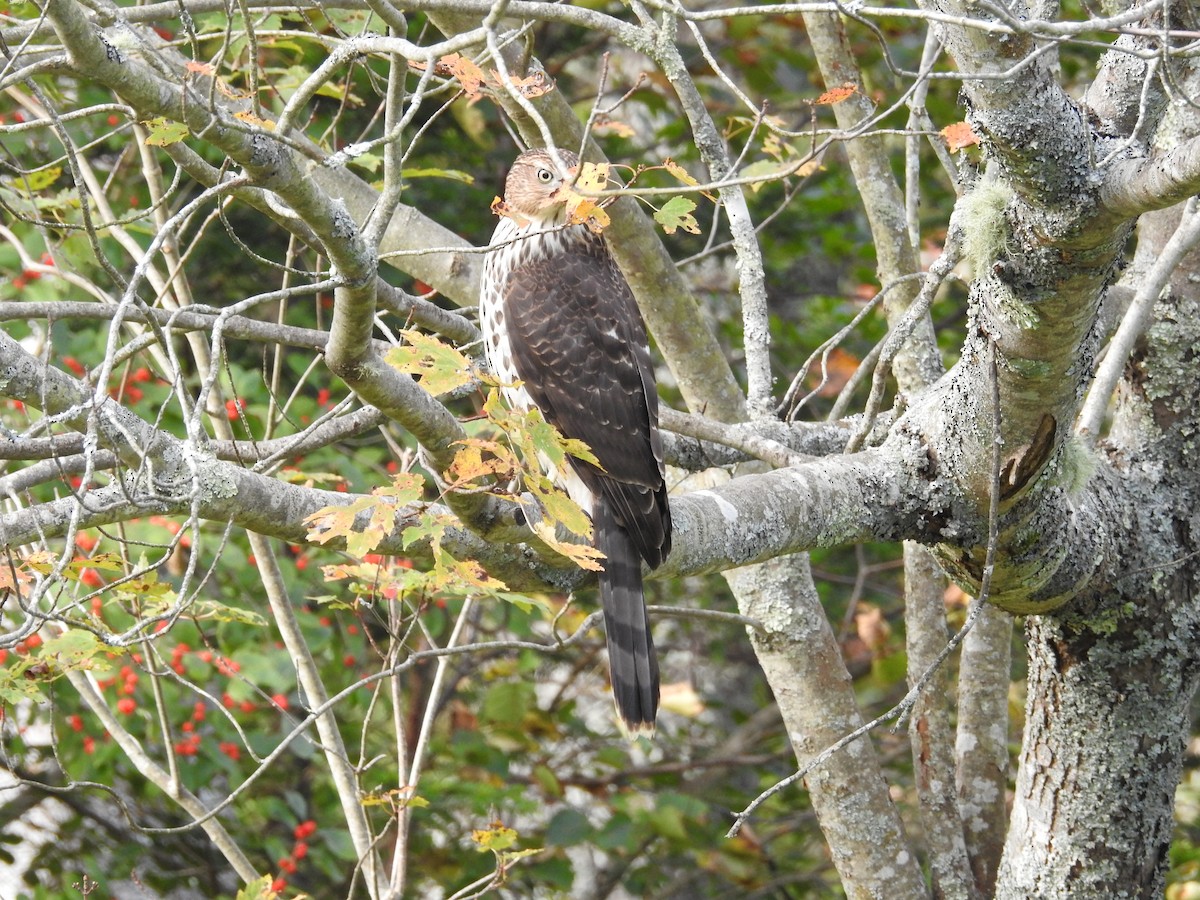 Cooper's Hawk - ML609921662