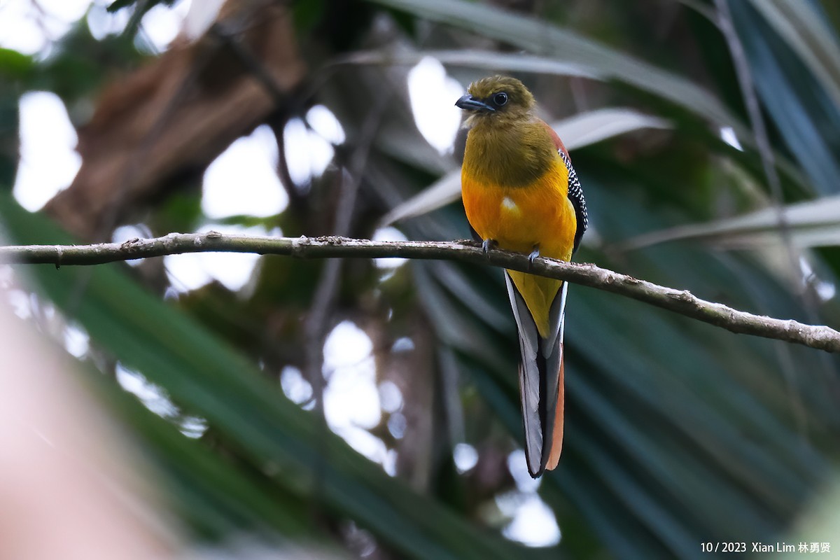 Orange-breasted Trogon - ML609921755