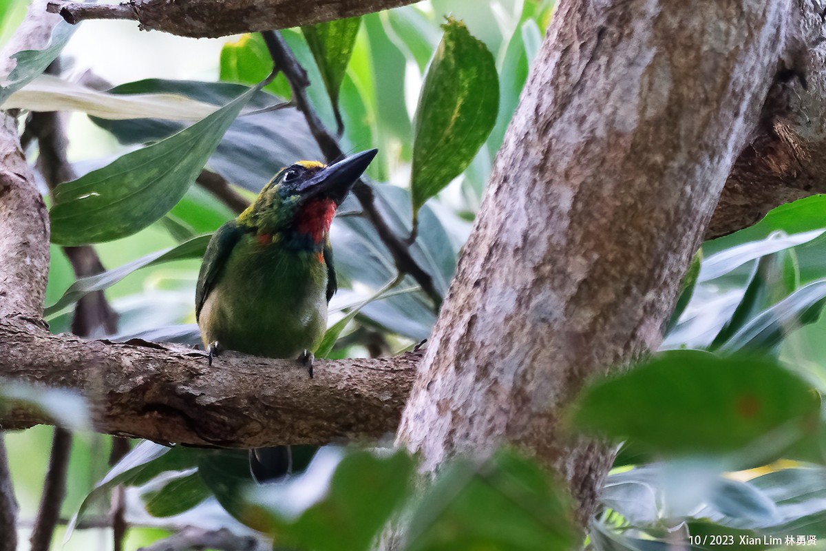 Red-throated Barbet - ML609921760