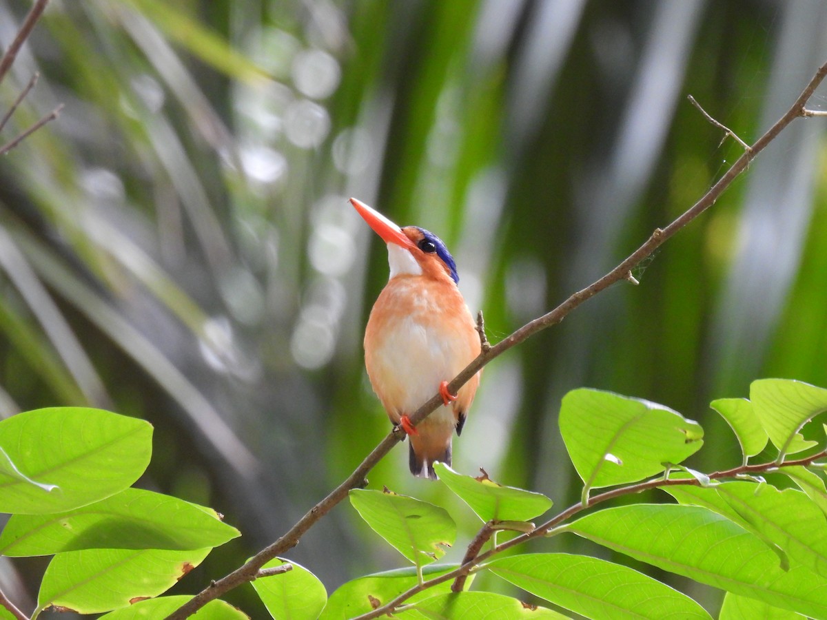 Malachite Kingfisher (Principe) - Marianne Walsh