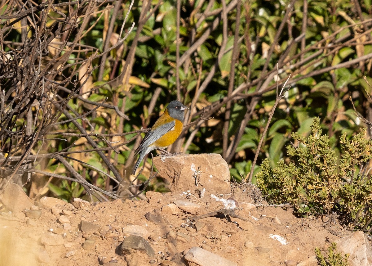 Peruvian Sierra Finch - Julie Davis