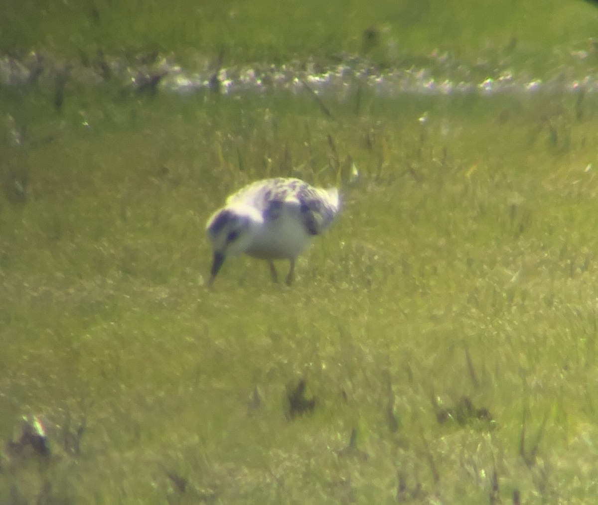 Bécasseau sanderling - ML609921849