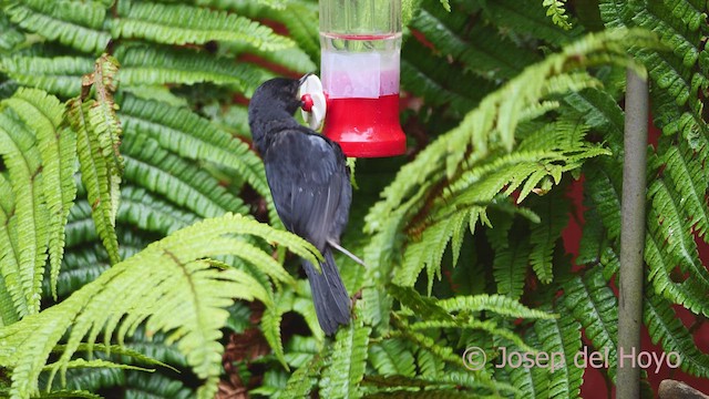 Black Flowerpiercer - ML609921969