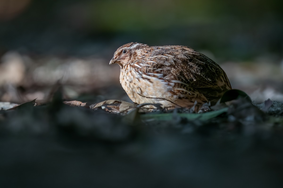 Common Quail - ML609922032