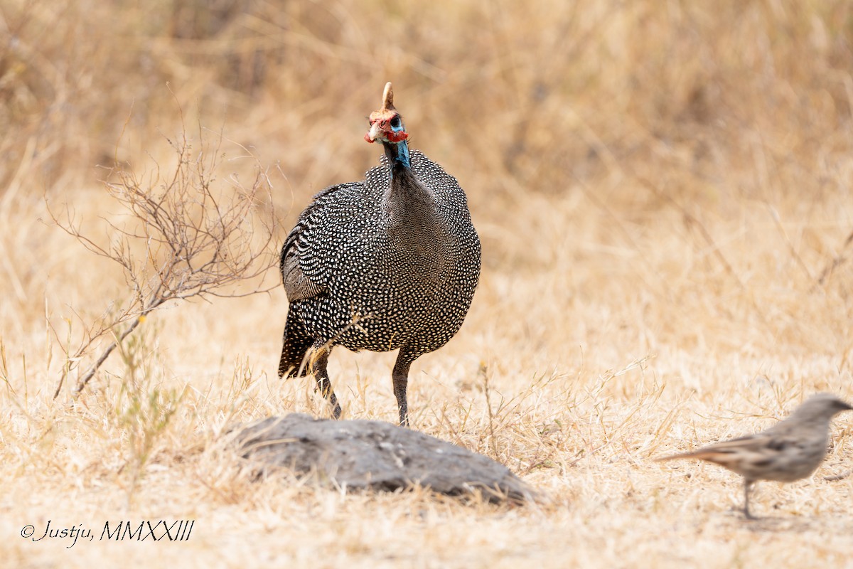 Helmeted Guineafowl - juliana low