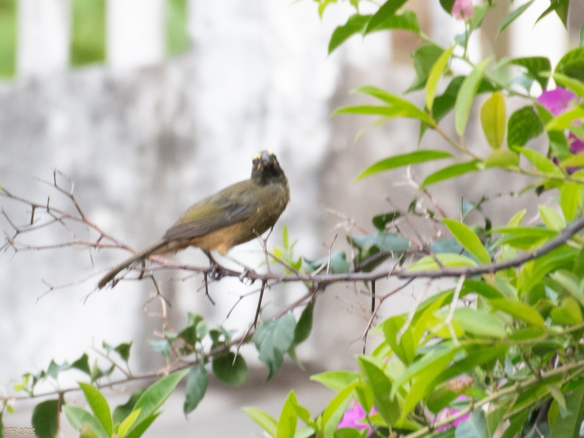 Cinnamon-bellied Saltator - ML609922097