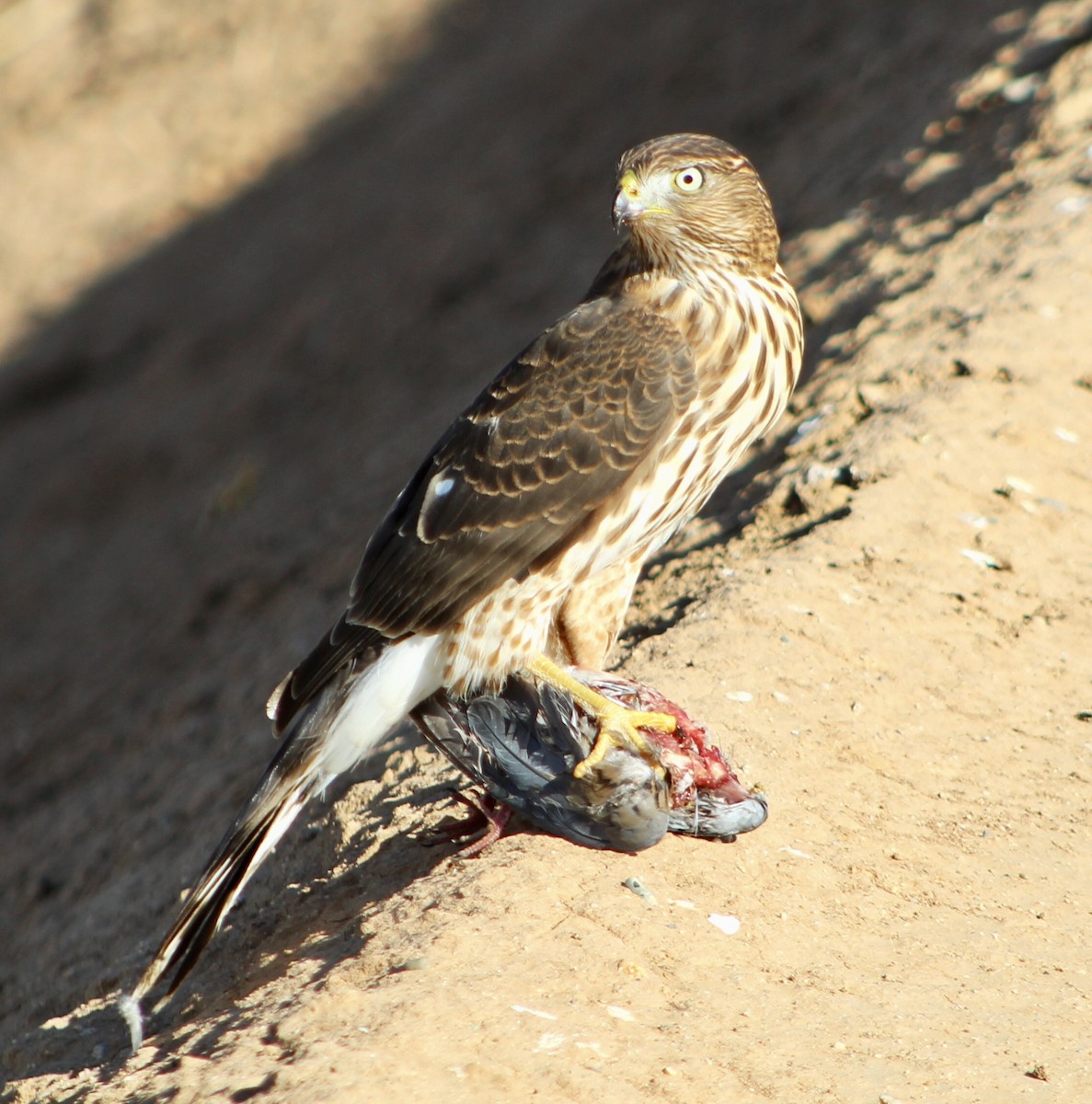 Cooper's Hawk - ML609922135