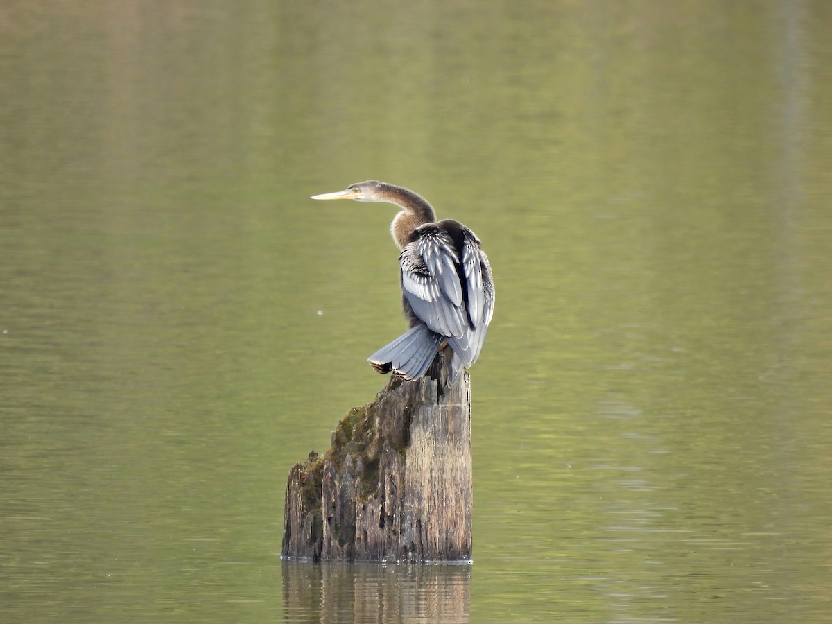 anhinga americká - ML609922201