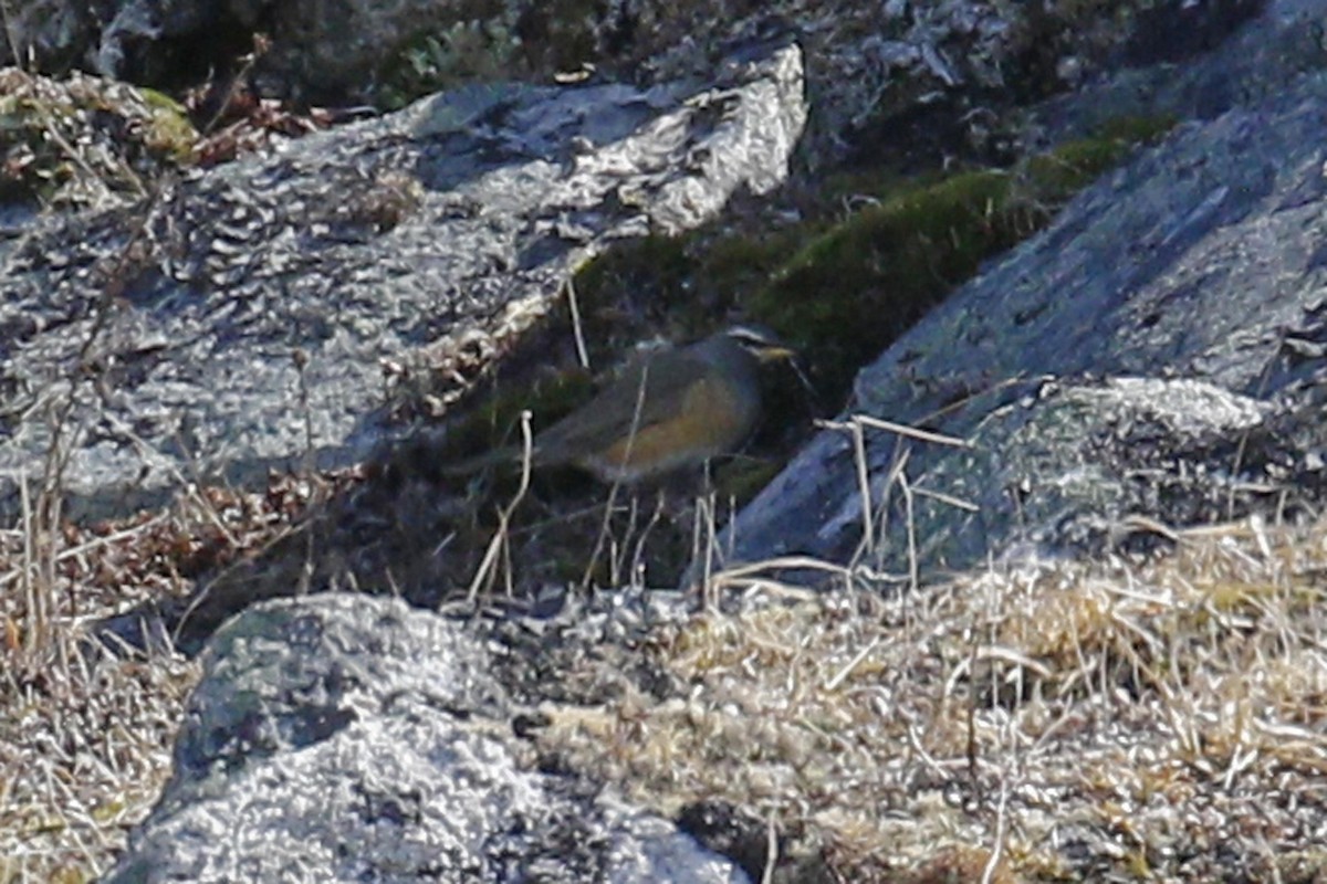 Eyebrowed Thrush - Donna Pomeroy