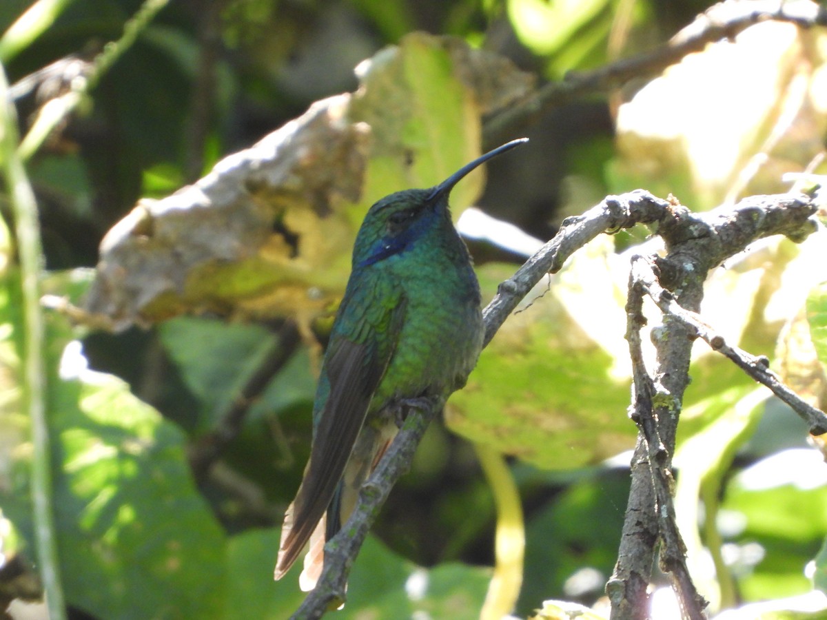 Mexican Violetear - ML609922290